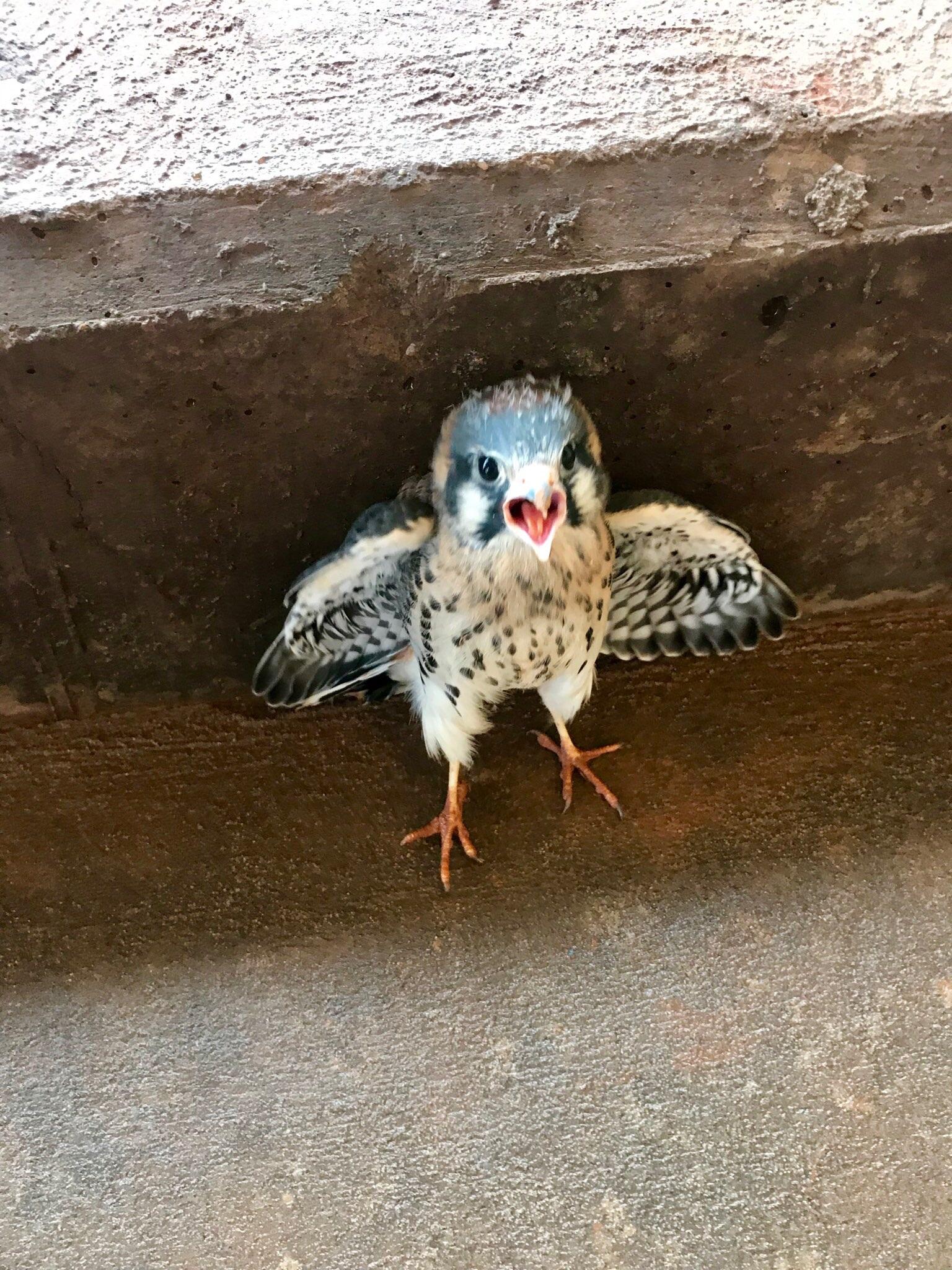 Found a baby hawk! He's so angry...