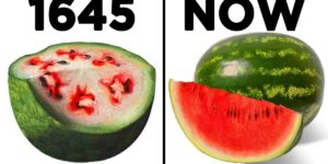 The power of selective breeding in watermelons