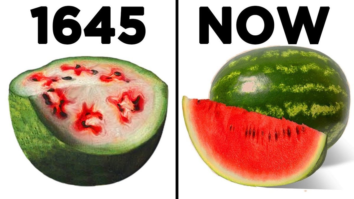 The power of selective breeding in watermelons