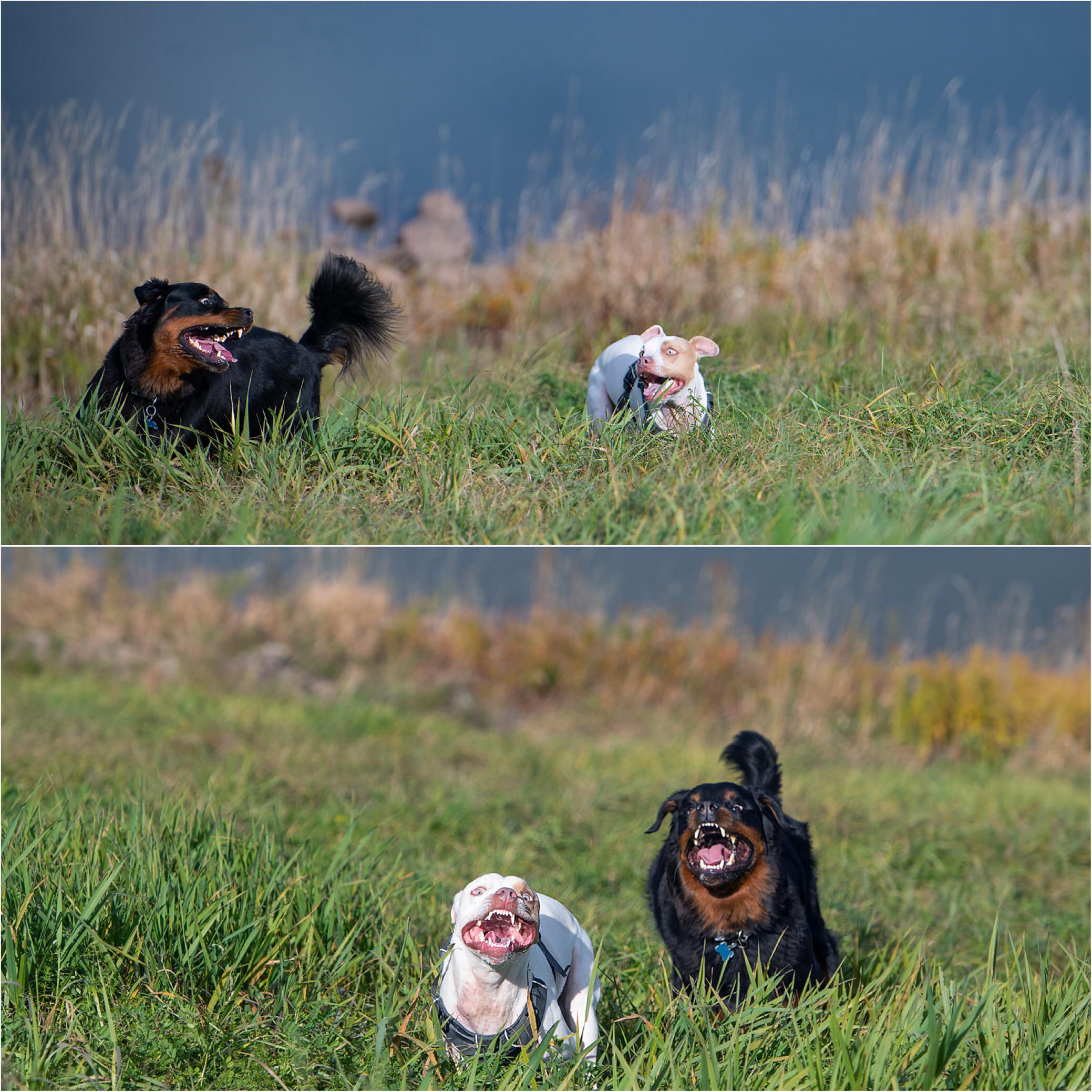 Extreme zoomies at the dog park...