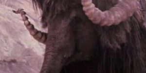 The Bantha in Star Wars a New Hope was played by a trained elephant named Mardji, allegedly.
