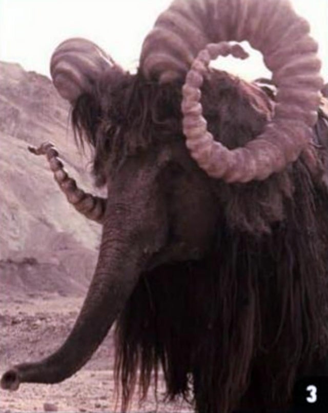 The Bantha in Star Wars a New Hope was played by a trained elephant named Mardji, allegedly.