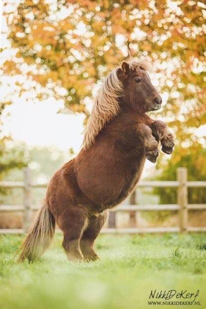 I would ride this stalion in to battle.