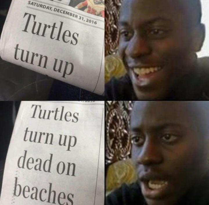 Turtles turn down for what?