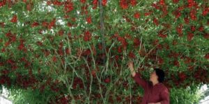 A very bountiful tomato plant.