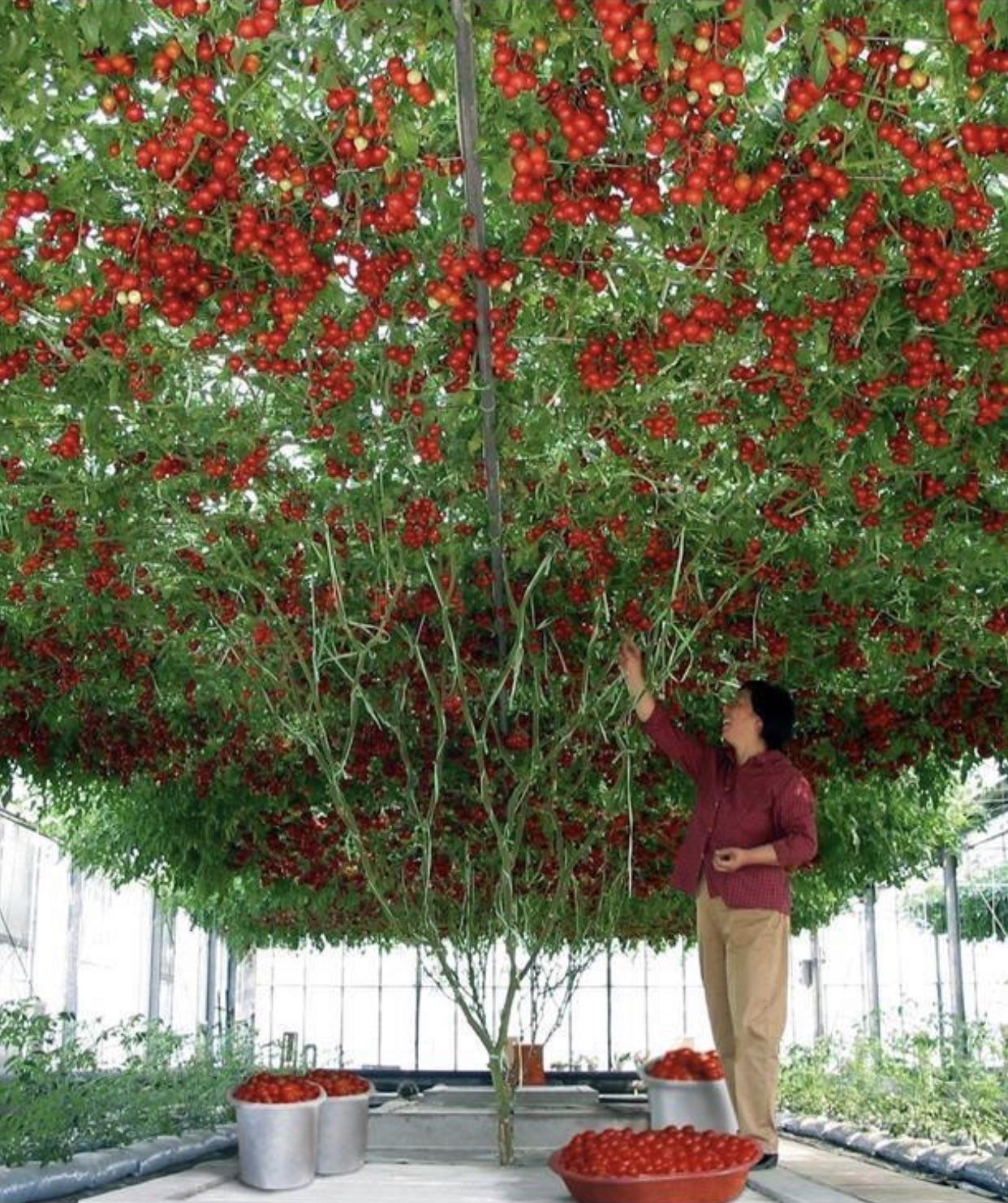 A very bountiful tomato plant.