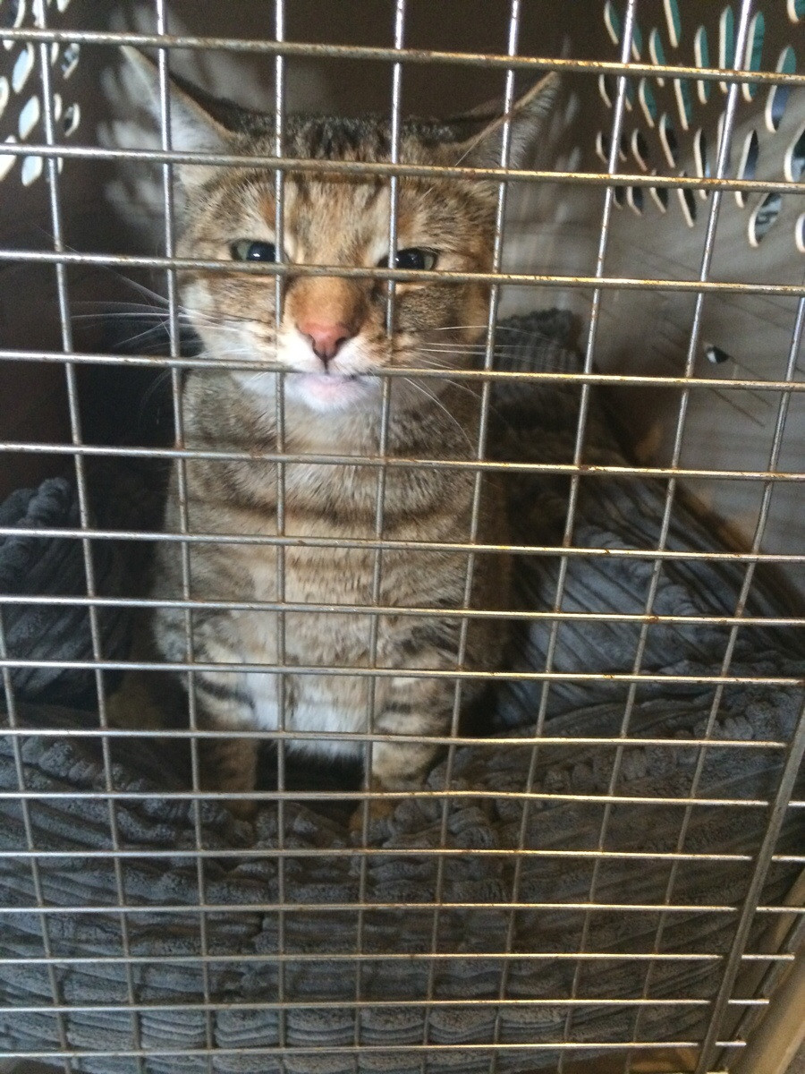 Had to kennel the cat. She is not pleased.