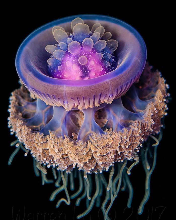 The Mighty Crown Jellyfish