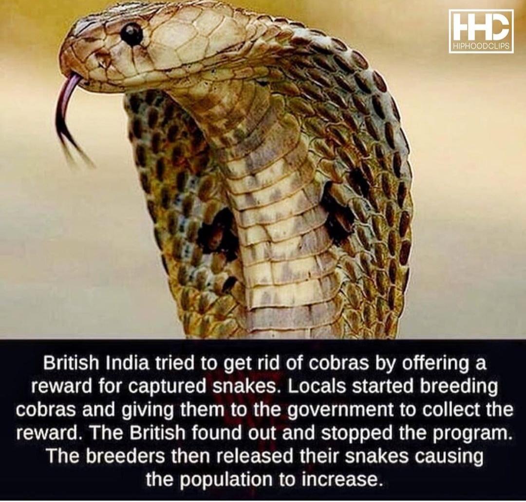 Humans are clever.
