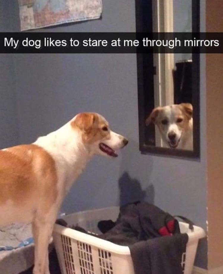 Double the doggo!