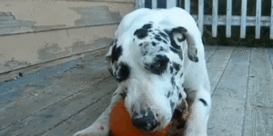 Simply a great dane eating a pumpkin.