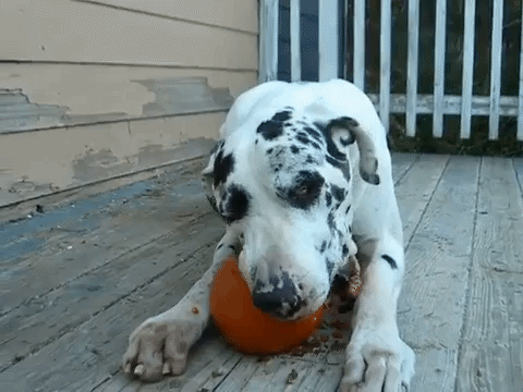 Simply a great dane eating a pumpkin.