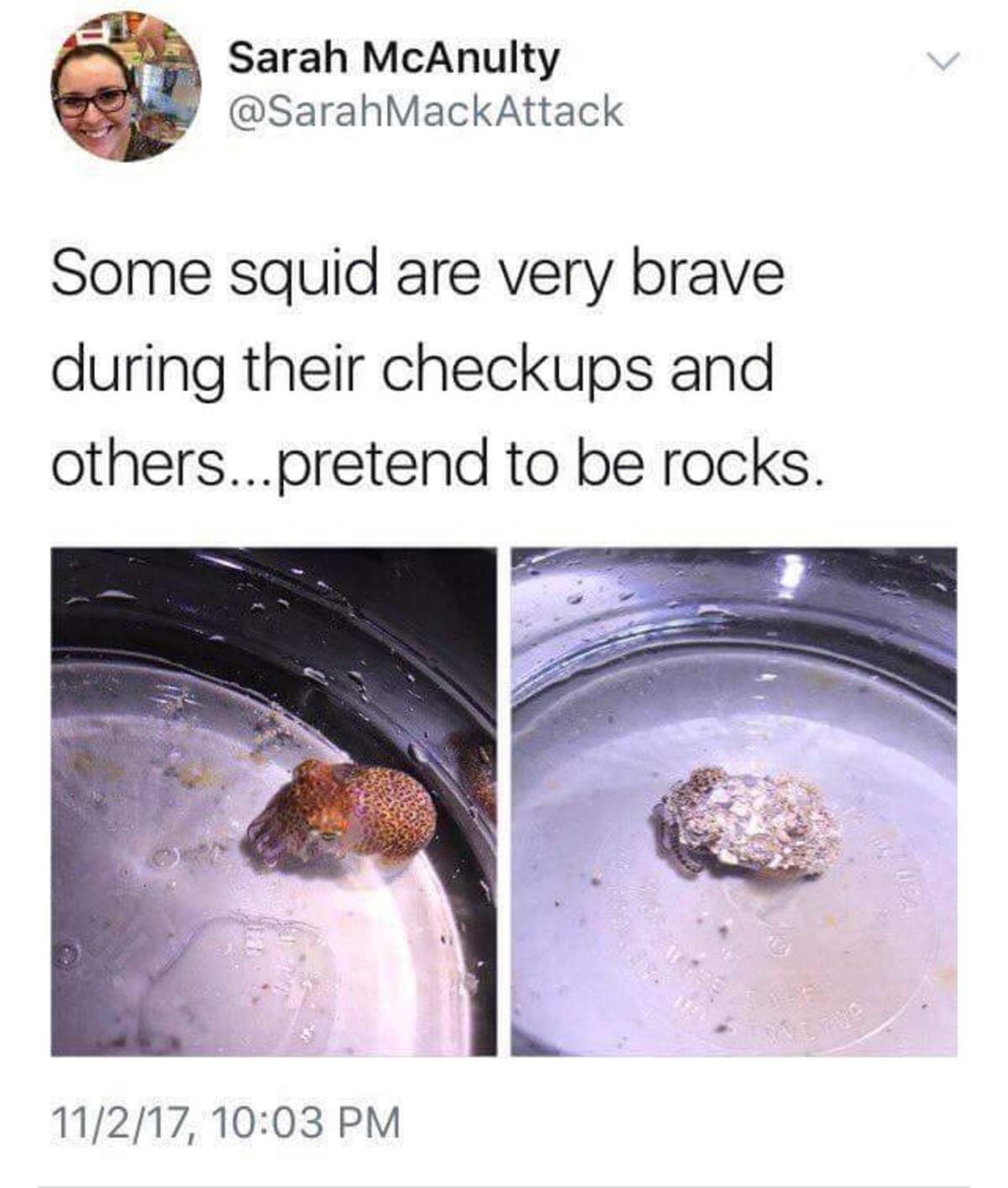 Rock Squid can be bashful.