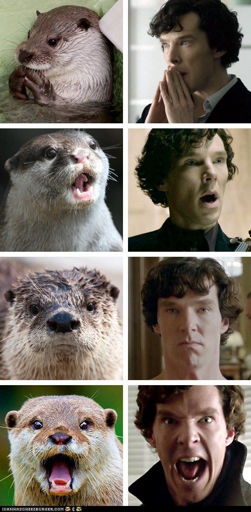 Otters Who Look Like Benedict Cumberbatch.