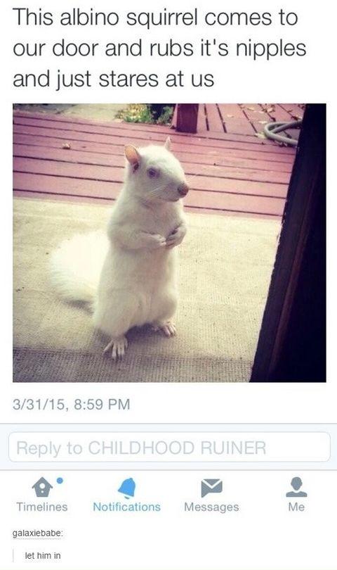 Albino squirrel