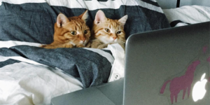Petflix+And+Purr
