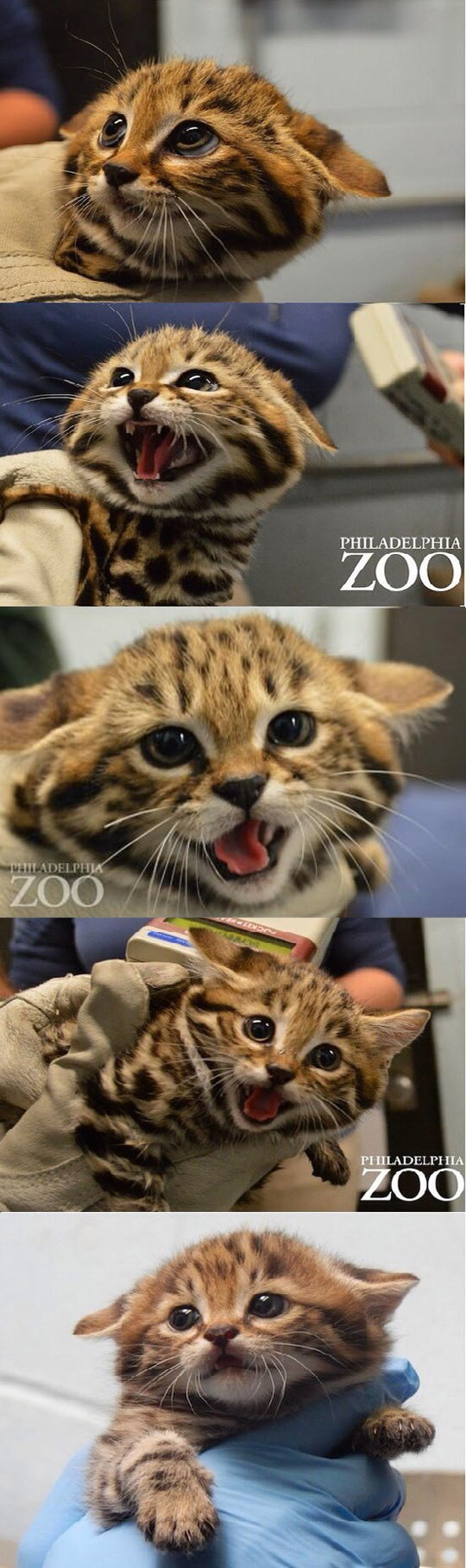 The Philadelphia Zoo has the cutest kitties.