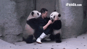 Panda exams