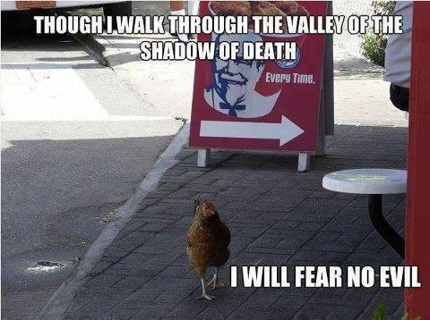 The chicken is not afraid.