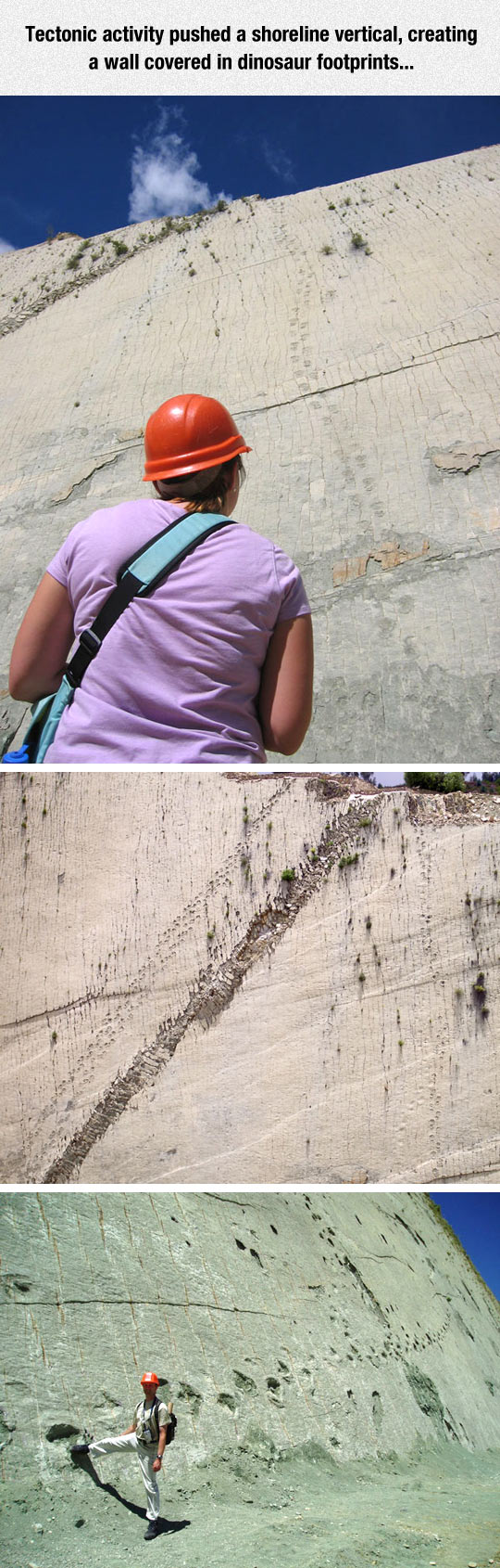 Wall Covered In Dinosaur Footprints