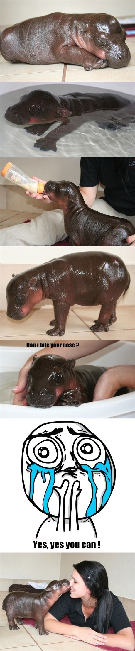 Just a baby hippo.
