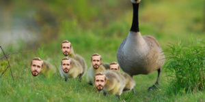 A bunch of Goslings.