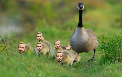 A bunch of Goslings.
