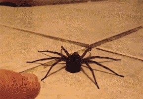 What scares you, Mr. Spider?
