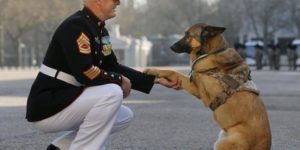 Veteran pupper gets honored.