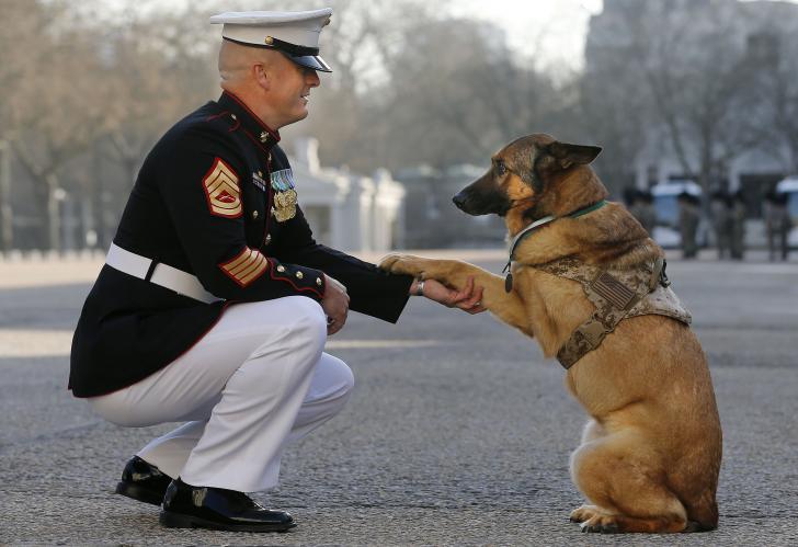 Veteran pupper gets honored.