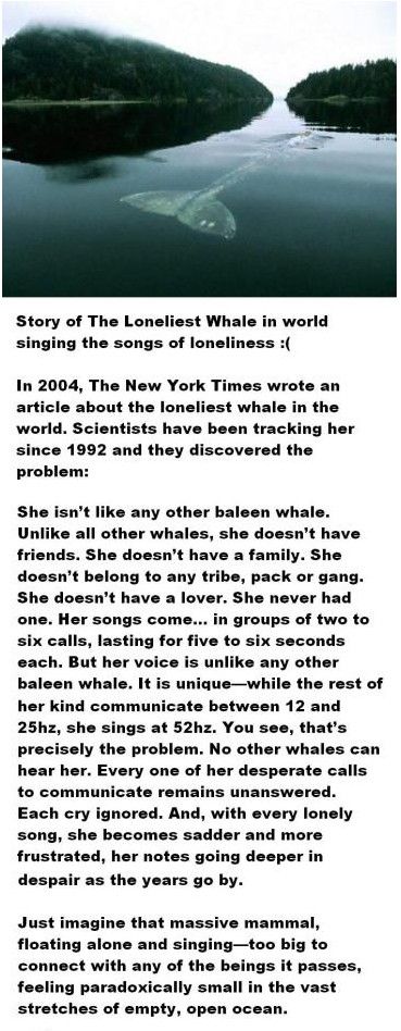 Forever alone whale.