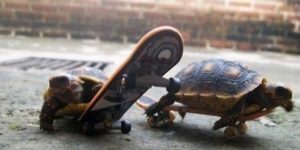 Turtles+on+skateboards.