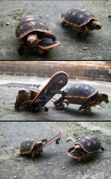 Turtles on skateboards.