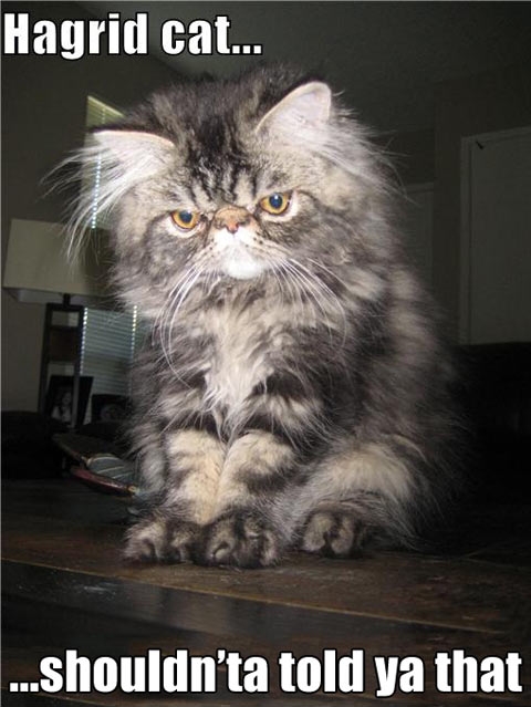 Hagrid cat.