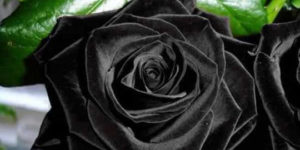 The Halfeti Black Rose