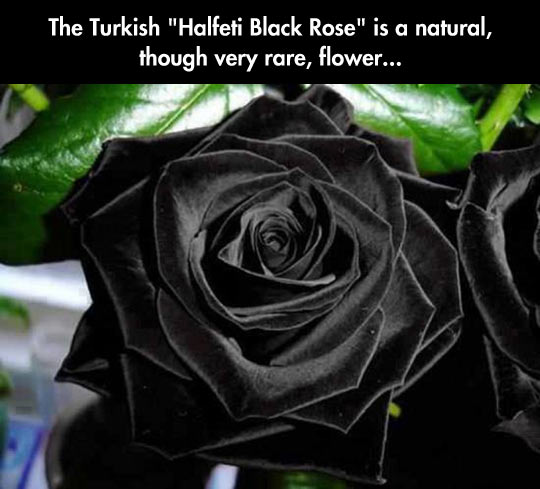 The Halfeti Black Rose