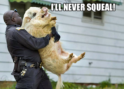 Get off me pig!