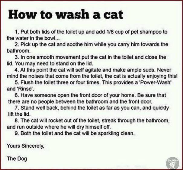 How to wash a cat
