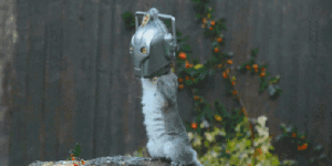 The first squirrel feeder I'd consider buying