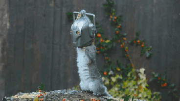 The first squirrel feeder I'd consider buying