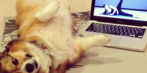 Corgi yoga.