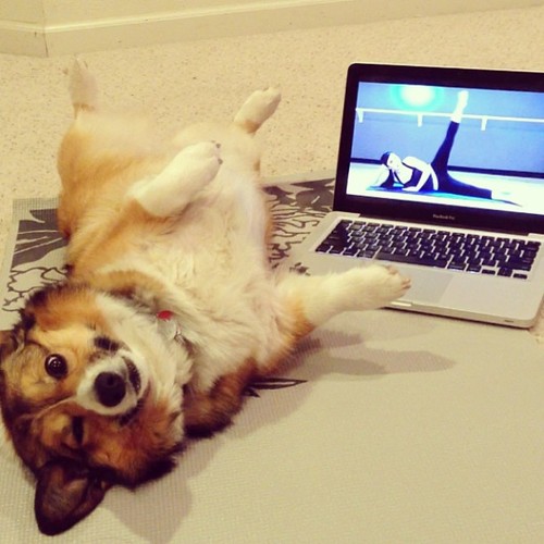 Corgi yoga.