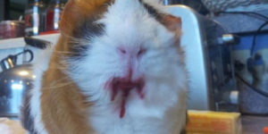 If you give a guinea pig a cherry…