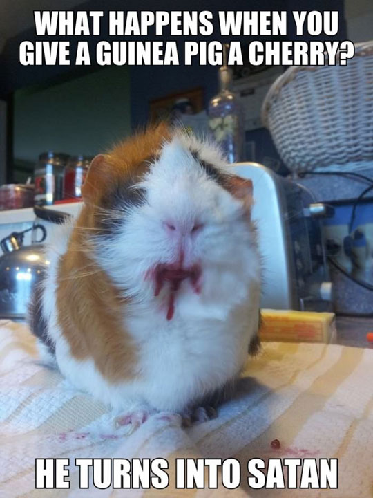 If you give a guinea pig a cherry...