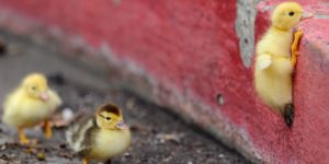 Rock climbing ducky.