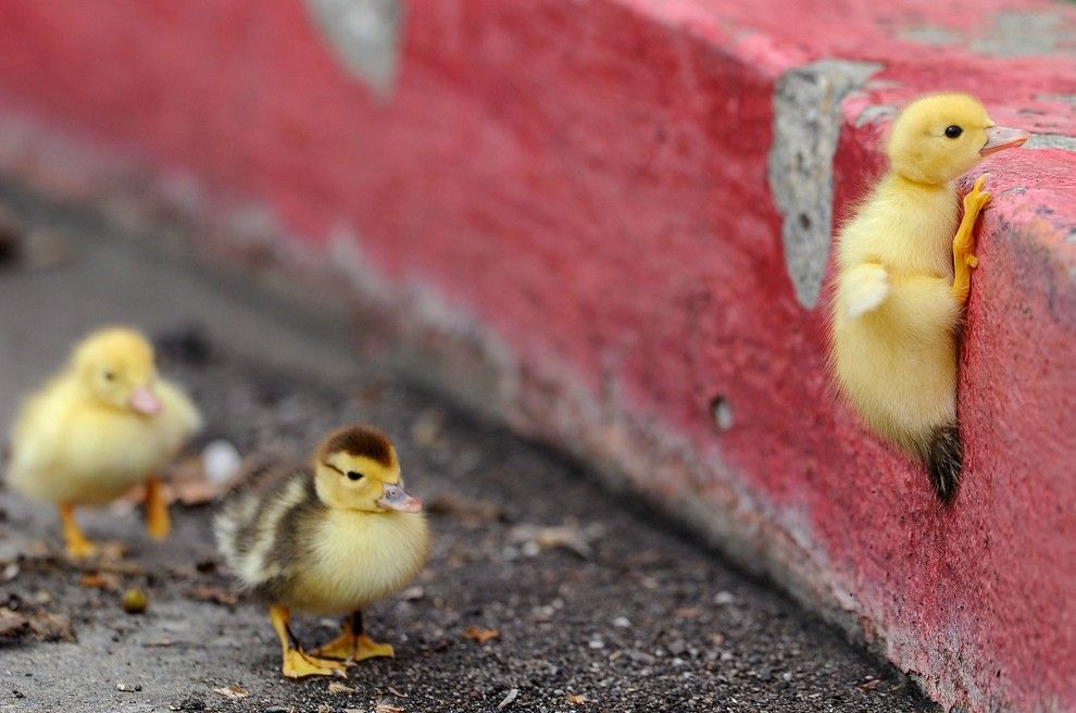 Rock climbing ducky.