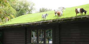 Goats on a roof.