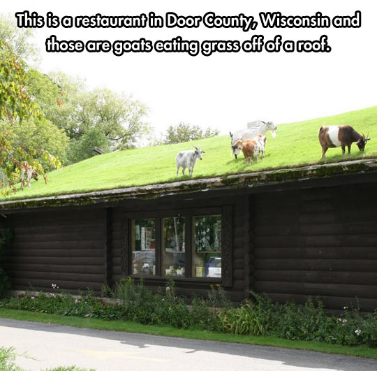 Goats on a roof.