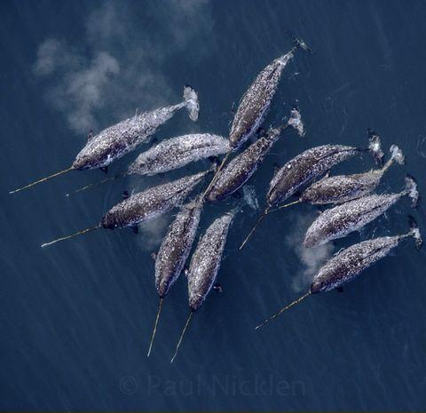 Narwhals!