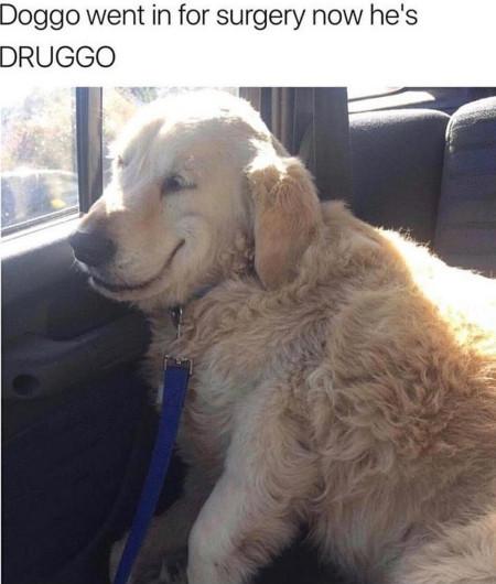 Druggo faild the D A R E program